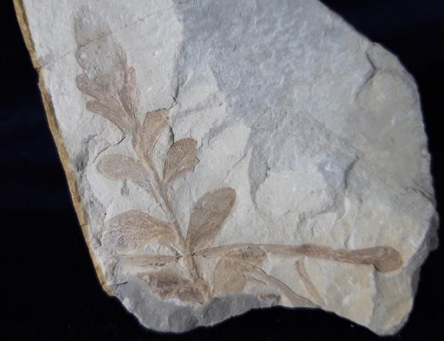 ? Nilssonia sp. BRONGNIART 1825 - Bild &copy; FossNet FossilienStore